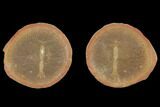 Unidentified Fossil Shrimp, Pos/Neg- Illinois #120905-1